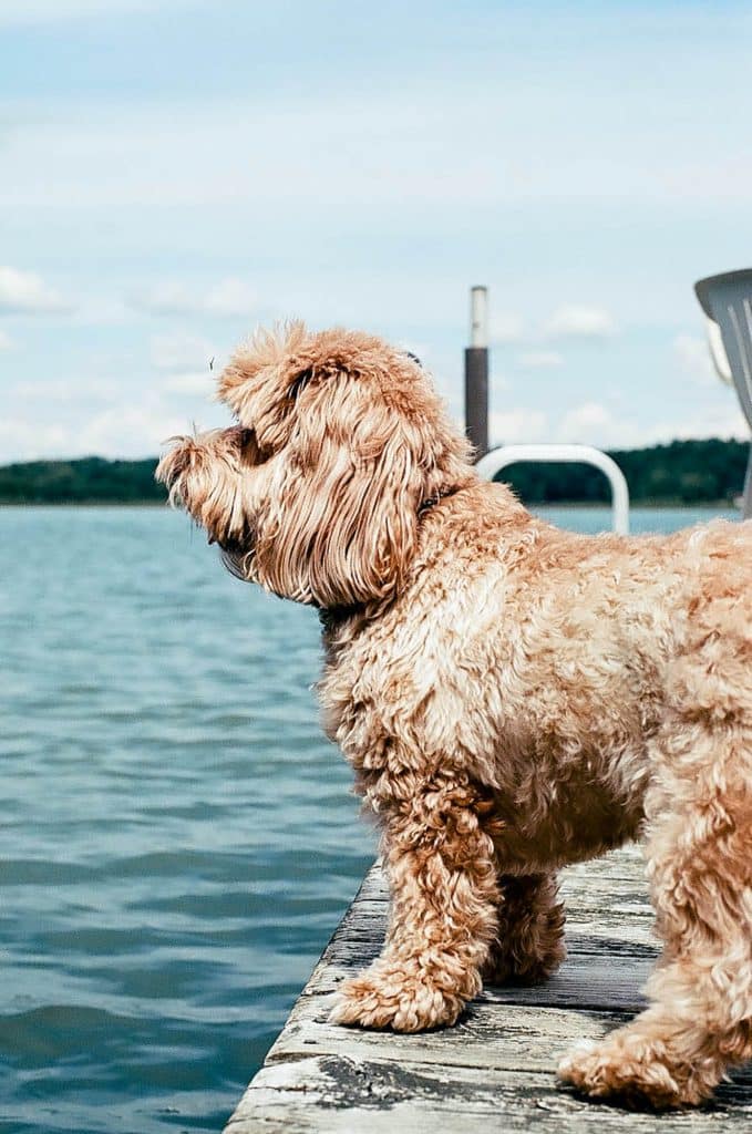 Dog on a dock representing the pet friendly Summerville apartments - Gallery Lifestyle 07